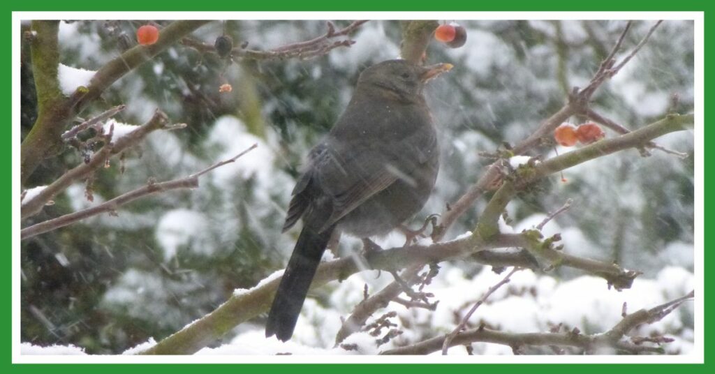 Bird in the snow eating berries