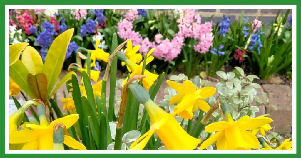 Spring flowers: daffs and hyacinths