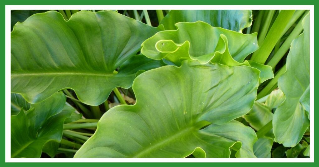 The healing power of creation: lush green leaves