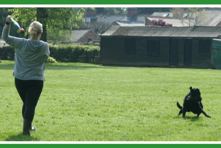 Moments for movement: woman throwing ball for dog in park