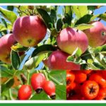 Fruit trees: apples, blackberries, hips, berries