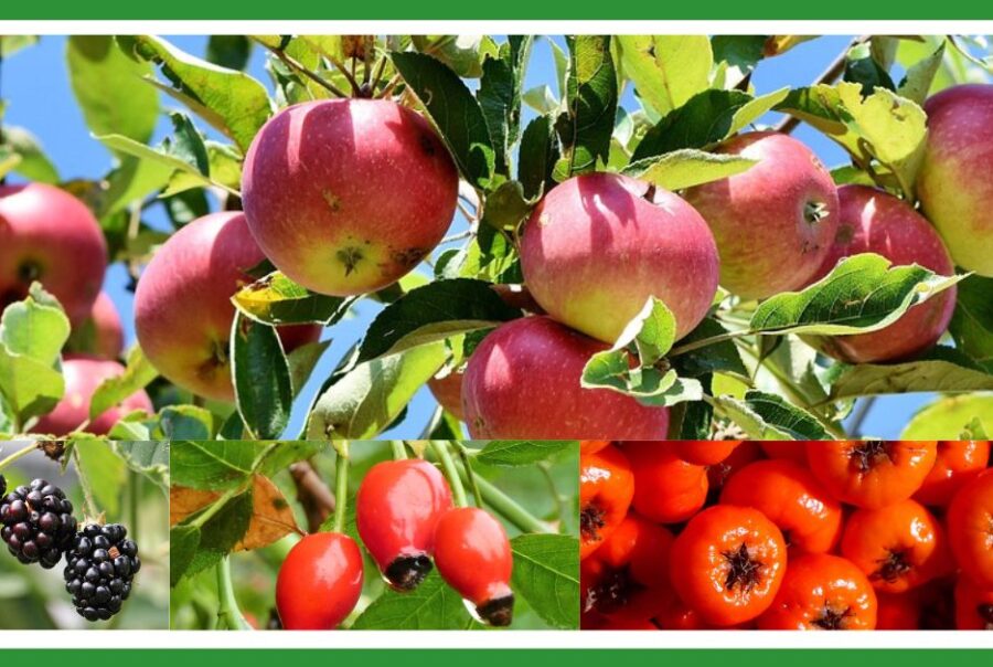 Fruit trees: apples, blackberries, hips, berries