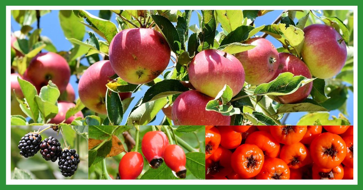 Fruit trees: apples, blackberries, hips, berries