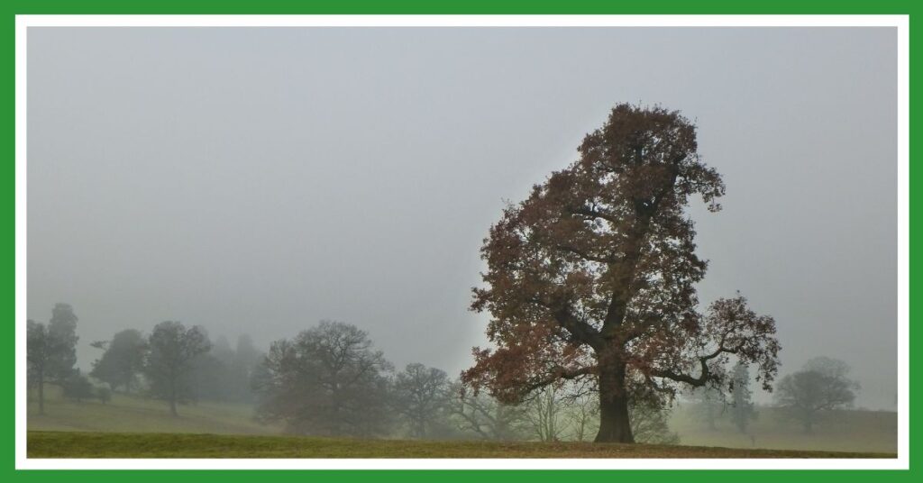 Trees in November mist