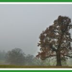 Trees in November mist