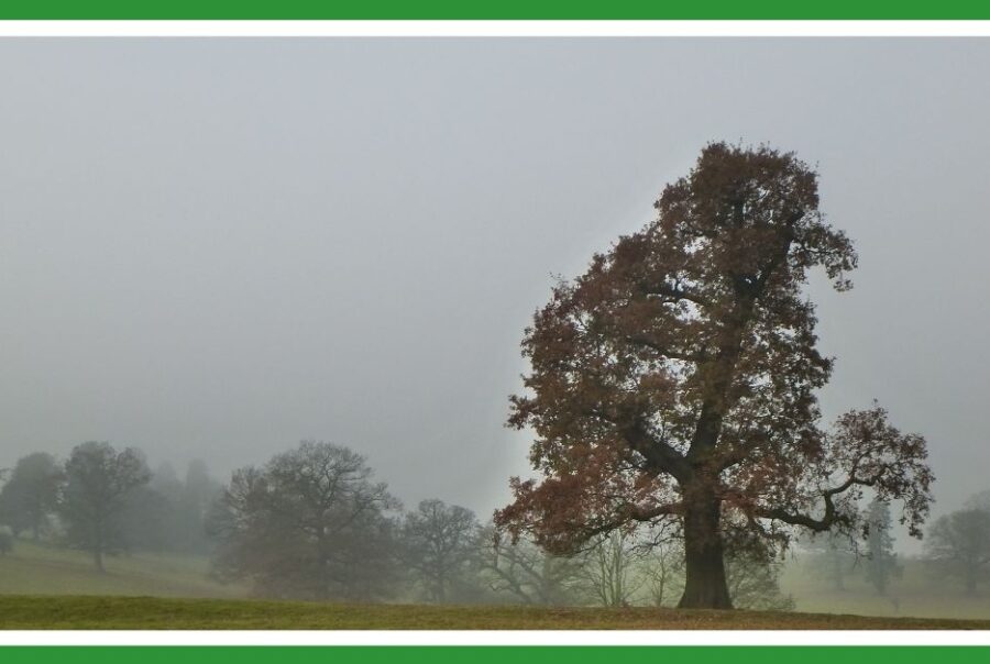 Trees in November mist