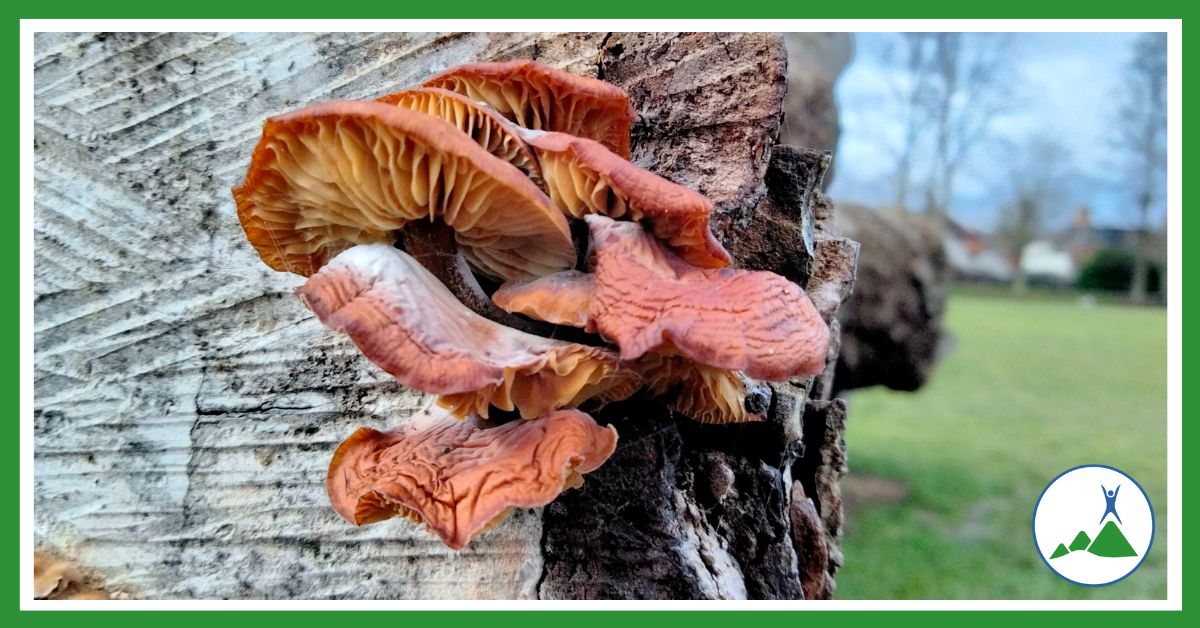 Fungus on tree stump