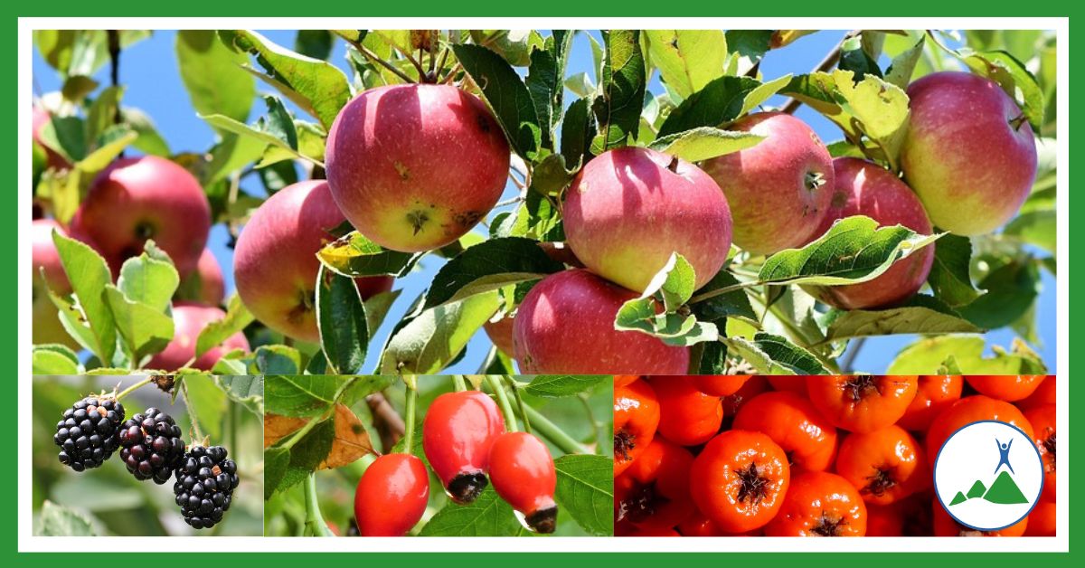 Trees bearing autumn fruits 