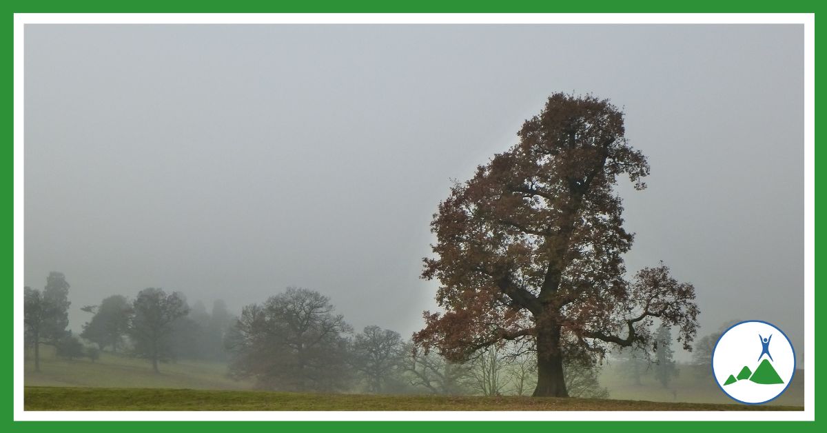 Trees on a grey November day