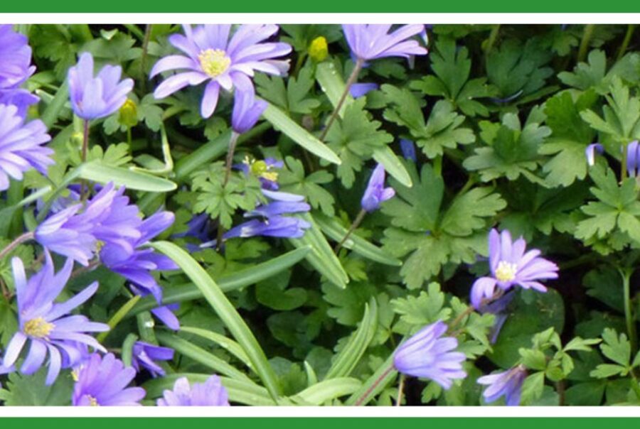 Purple spring flowers at Easter